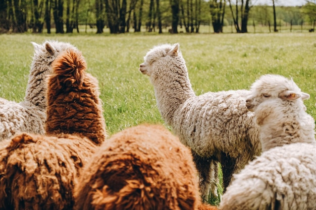 Alpacas graze in the spring meadow high in the mountains