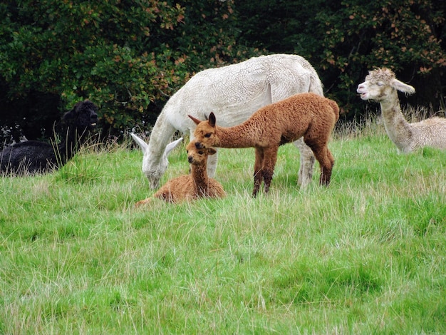 Alpacas grazing in a field