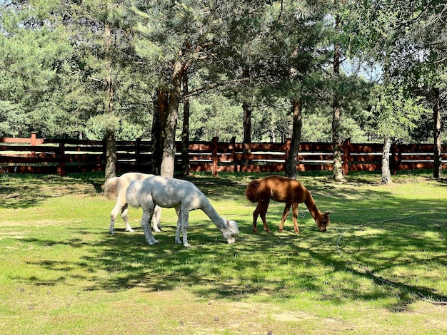 Alpacas grazing on the grass in the yard