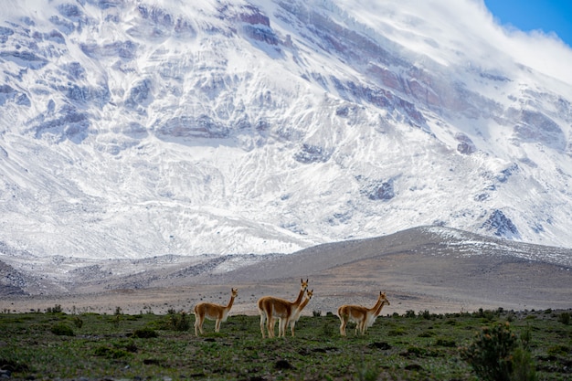 Alpacas grazing near Chimborazo Volcano