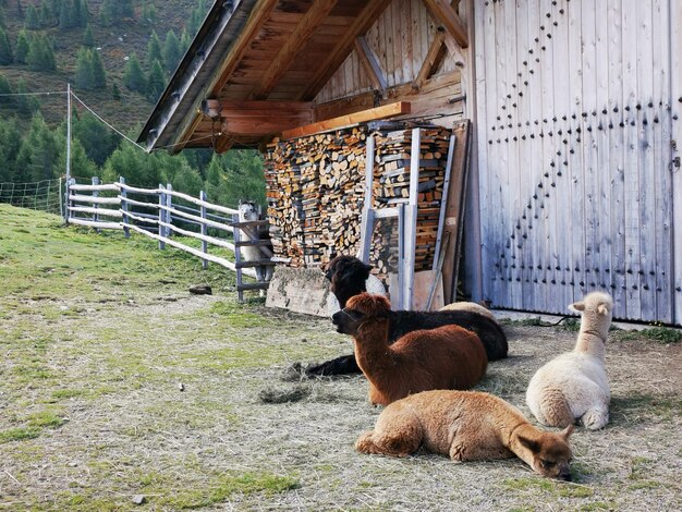 写真 山のアルパカ