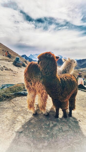 Foto alpacas su una montagna