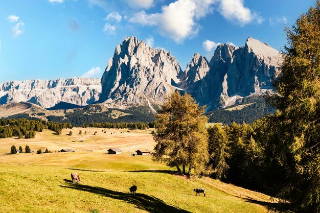 Alpe di Siusi Seiser Alm Langkofel 산악 그룹의 알파인 붉은 가을 풍경 Alpe di Siusi 하이킹 자연 풍경 Dolomites의 목조 샬레 Trentino Alto Adige