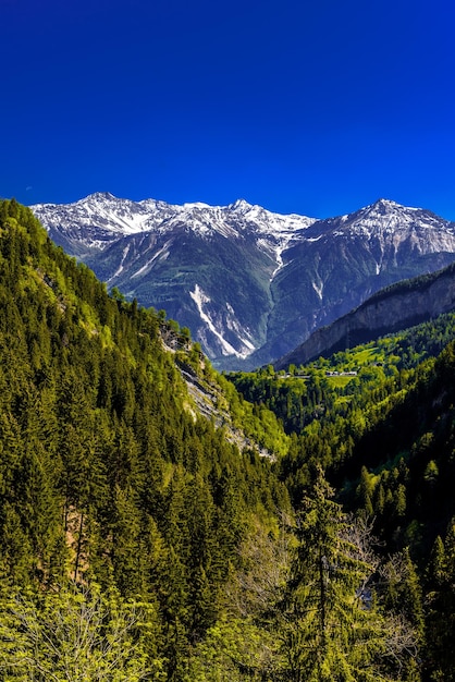 Alpenbergen bedekt met dennenbos Leukerbad Leuk Visp