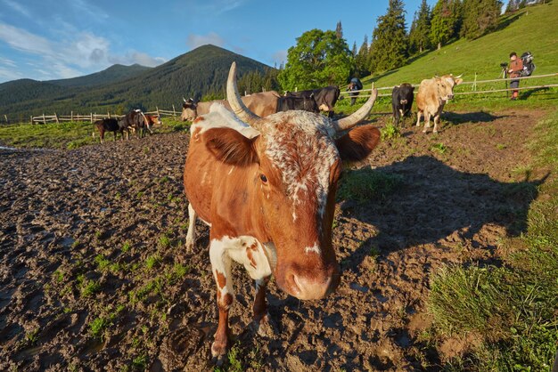 Alpenkoe Koeien worden vaak gehouden op boerderijen en in dorpen Dit zijn nuttige dieren