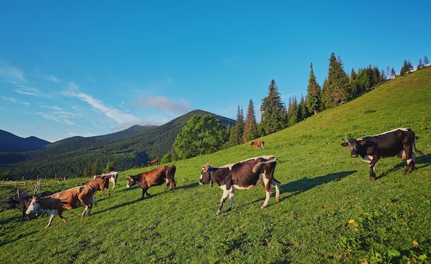 Alpenkoe Koeien worden vaak gehouden op boerderijen en in dorpen Dit zijn nuttige dieren