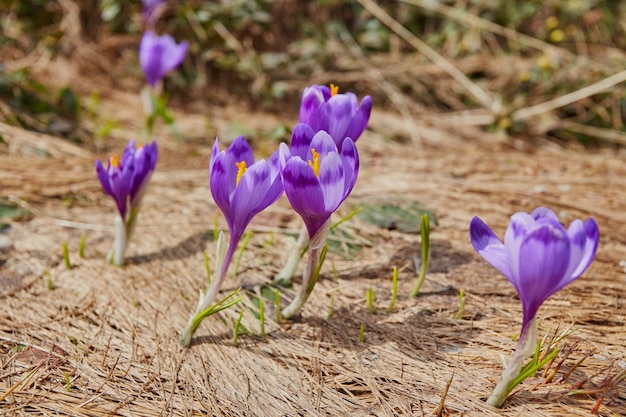 Alpenkrokussen bloeien in de bergen van de Karpaten bovenop de berg