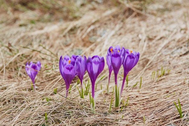 Alpenkrokussen bloeien in de bergen van de Karpaten bovenop de berg