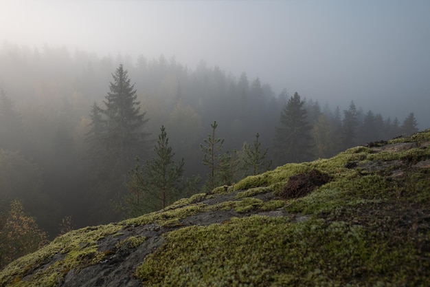 Alpenlandschap Bomen in de wolken