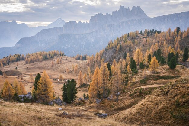 Alpenlandschap in de herfst met gouden larken en scherpe bergen op de achtergrond Italië Europa