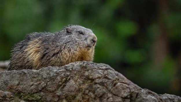 Alpenmarmot