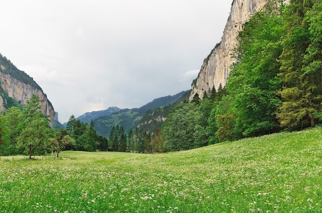 Alpenweide met bergen op de achtergrond Zwitserland