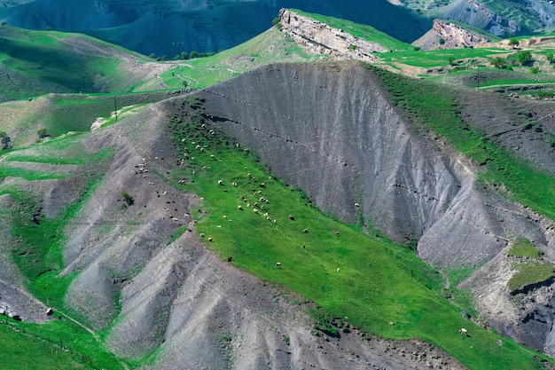 Alpenweide met een kudde schapen vanuit de lucht