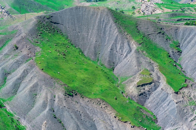 Alpenweide met een kudde schapen vanuit de lucht