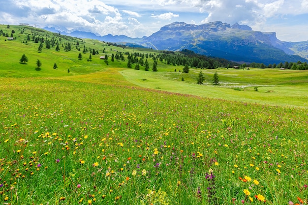 Alpenweide met wilde bloemen