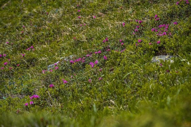 alpenweide vegetatie