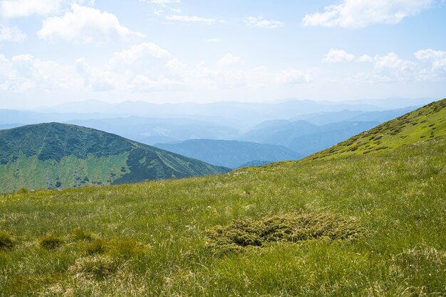 Alpenweidelandschap in de zomer