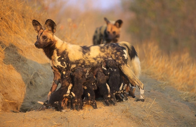 Alpha female African wild dog nursing pups at den Stock Photo