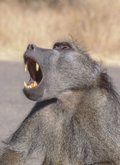 Alpha Male Baboon Yawning