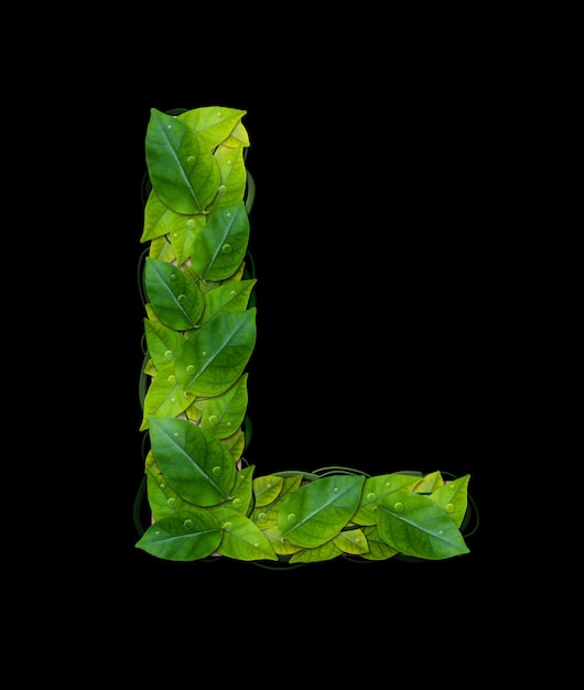 Photo alphabet letters from leaves