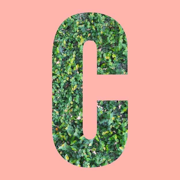 Photo alphabet letters of shape c in green leaf style on pastel pink background for design in your work.