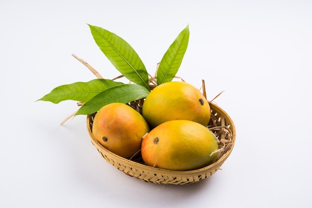 Alphonso Mango or Hapoos Aam is a seasonal and juicy fruit from India known for it's sweetness, richness and flavour. Over colourful background. Selective focus