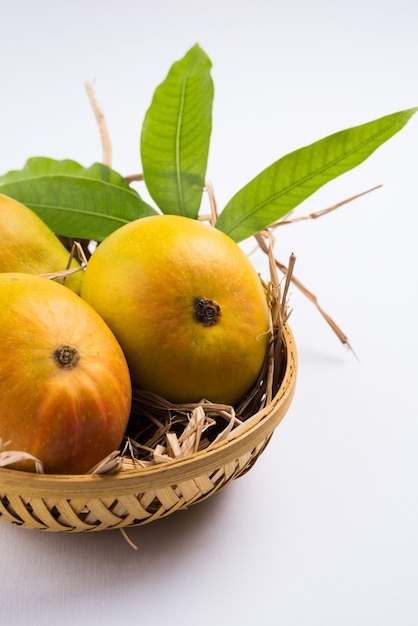 Alphonso Mango or Hapoos Aam is a seasonal and juicy fruit from India known for it's sweetness, richness and flavour. Over colourful background. Selective focus