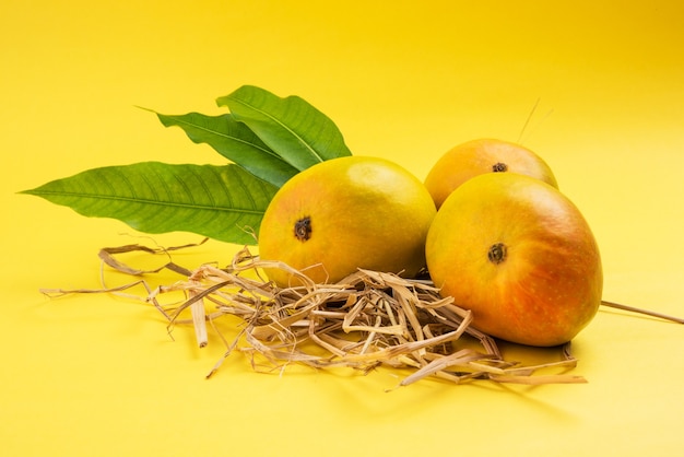 Alphonso Mango or Hapoos Aam is a seasonal and juicy fruit from India known for it's sweetness, richness and flavour. Over colourful background. Selective focus