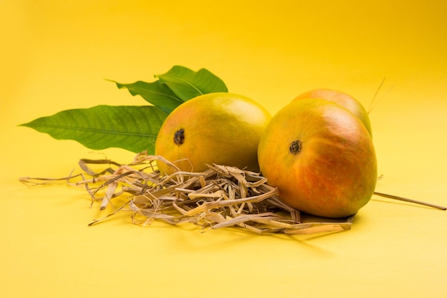 Alphonso Mango or Hapoos Aam is a seasonal and juicy fruit from India known for it's sweetness, richness and flavour. Over colourful background. Selective focus