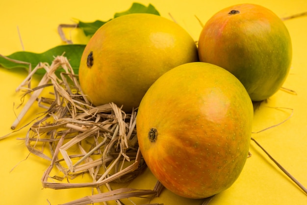 AlphonsoMangoまたはHapoosAamは、甘さ、豊かさ、風味で知られるインドの季節のジューシーなフルーツです。カラフルな背景の上。セレクティブフォーカス
