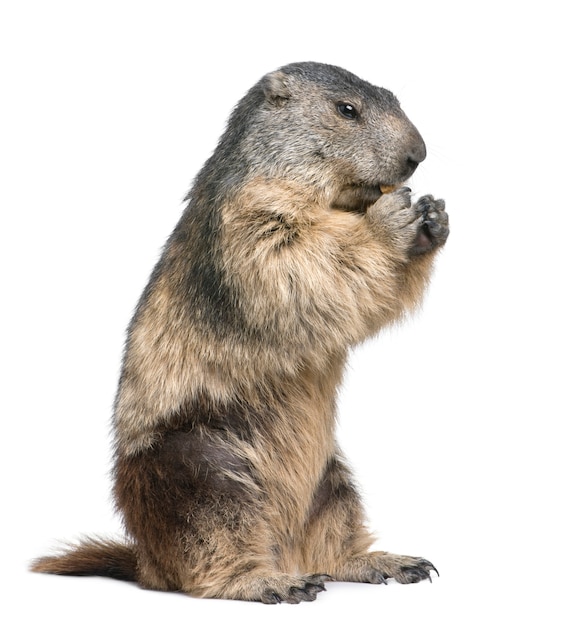 Alpiene Marmot - Marmota-marmota op een geïsoleerd wit