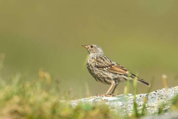 Alpine accentor op een rots