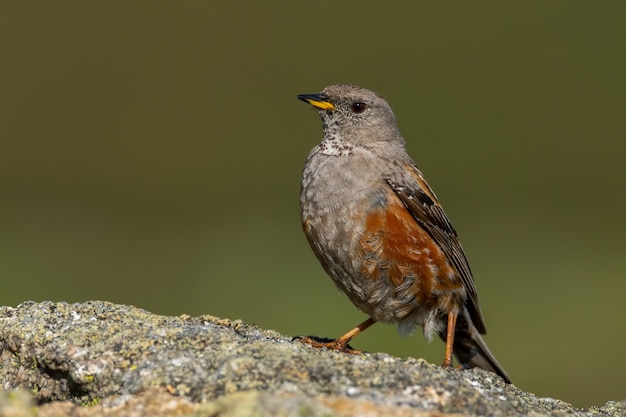 Alpine accentor sitting on a rock