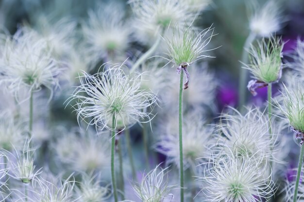 정원에 있는 알파인 말미잘 pulsatilla alpina apiifolia 과일