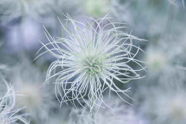 정원에 있는 알파인 말미잘 pulsatilla alpina apiifolia 과일