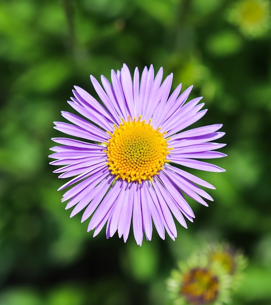 Alpine aster aster alpinus prachtige paarse bloemen met een oranje centrum