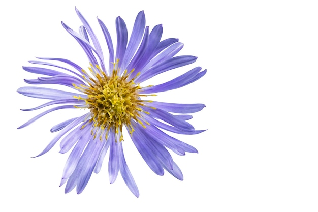 Foto alpine aster bloem geïsoleerd