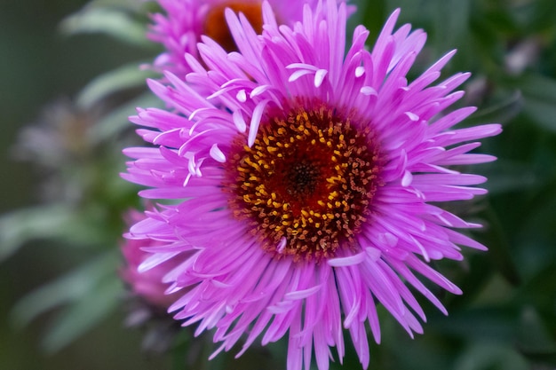 Foto fioritura del primo piano del bocciolo di rosa dell'aster alpino