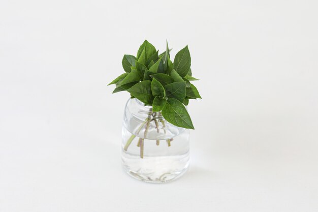 alpine basil bunch of basil leaves in a glass isolated on white background