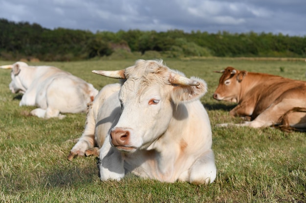 Alpine beige koe rusten op het gras