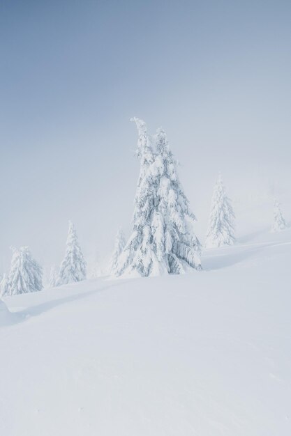 Alpine bergen landschap met witte sneeuw en blauwe lucht Zonsondergang winter in de natuur Ijzige bomen onder warm zonlicht Prachtig winters landschap