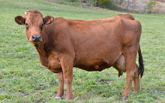 Alpine bruine koe kijken camera in een weiland