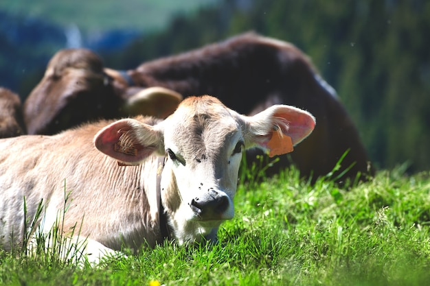 Alpine brunette breed cow on the Bergamo Alps in Italy