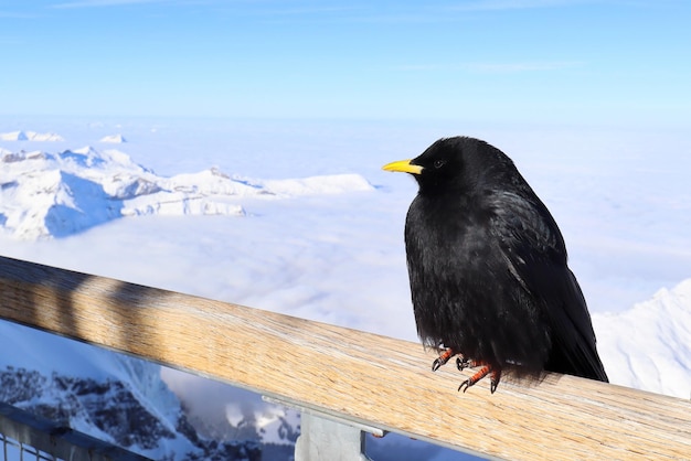 ユングフラウヨッホ スイスの視点で手すりにとまるアルパイン チャフ 動物と自然