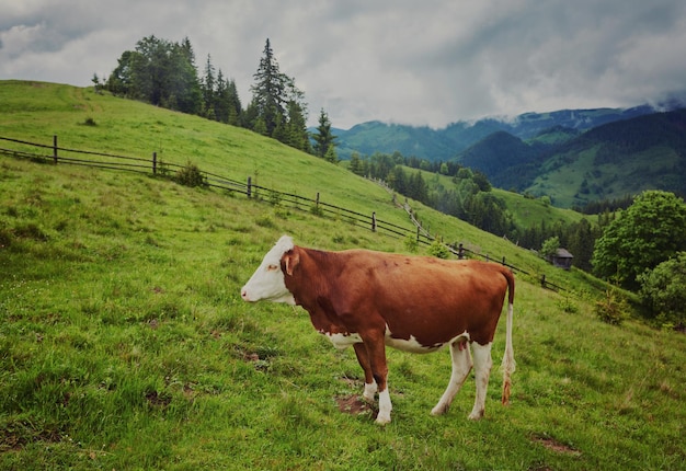 Alpine cow cows are often kept on farms and in villages this is\
useful animals