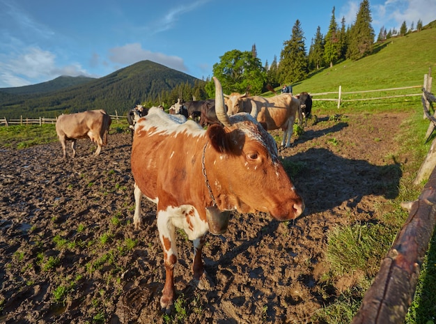 アルプスの牛 牛は農場や村で飼われていることが多い 役に立つ動物です