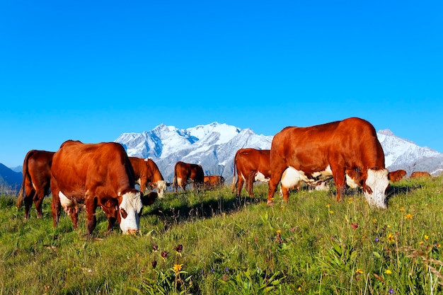 alpine cow landscape