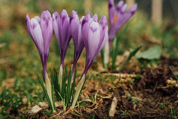 Alpine crocuses blossom in the mountains of the Carpathians on top of the mountain. Fresh beautiful purple crocuses. Flowering blue crocus in summer.