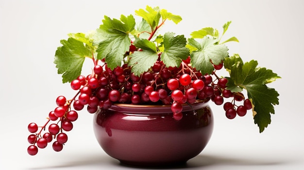 Alpine Currant plant on a pot on white background