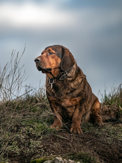 Alpine Dachsbracke